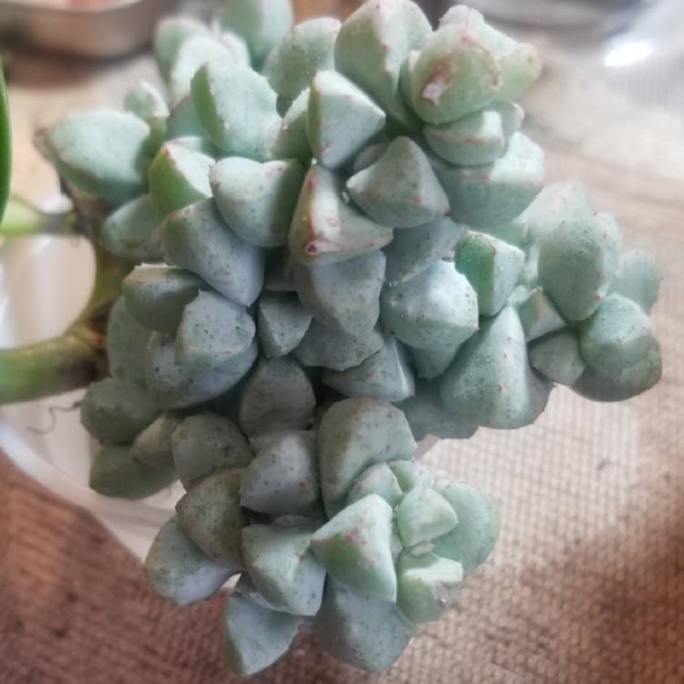 Plant image Oscularia deltoides 'Schwantes'