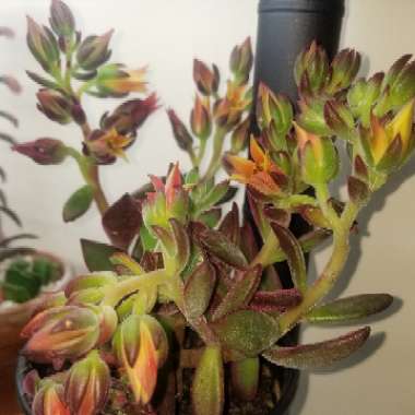 Echeveria 'Harmsii Red Velvet'