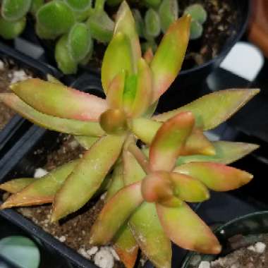 Sedum 'Adolphi'