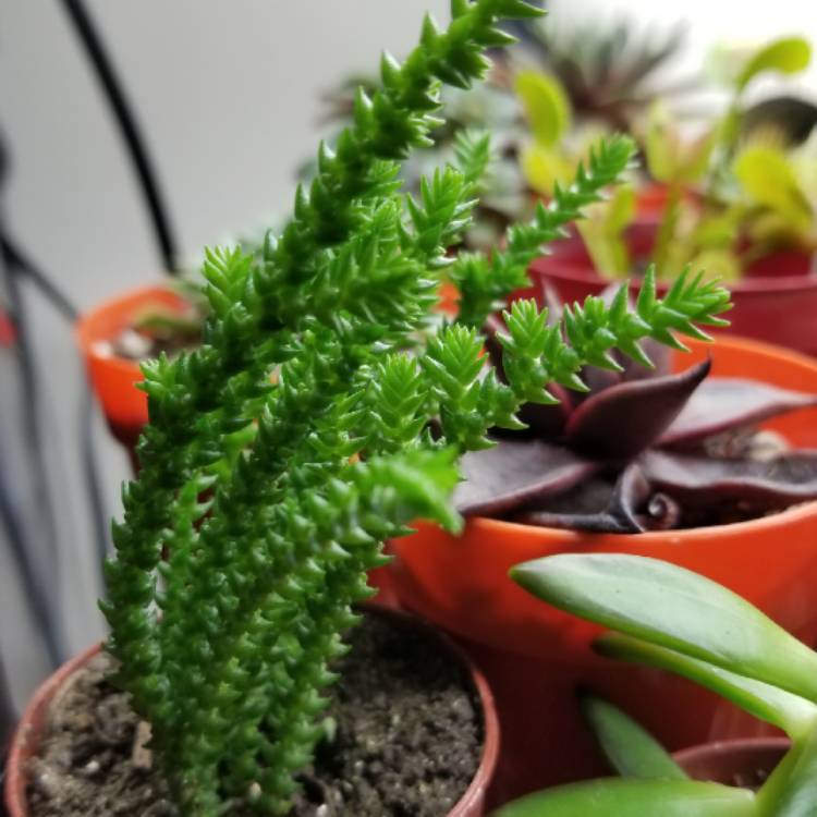 plant image 850128