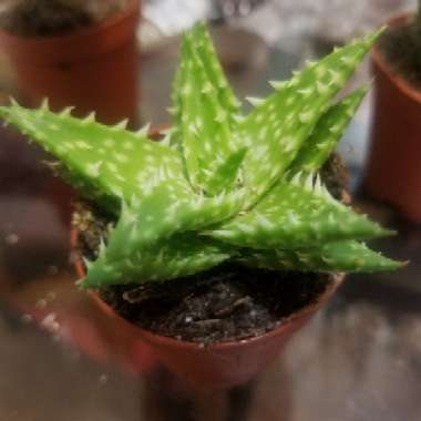 Tiger Tooth Aloe