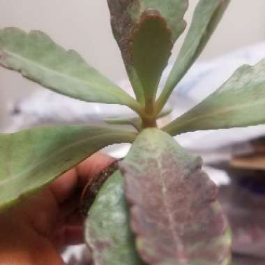Kalanchoe 'Gremlin'