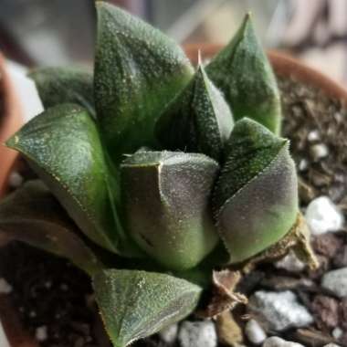 Haworthia 'Emelyae Hongshou'