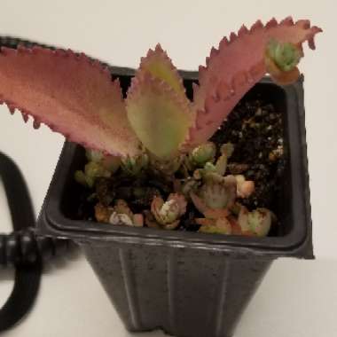 Kalanchoe