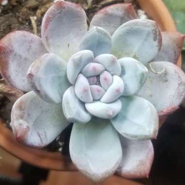 Echeveria 'Champagne'