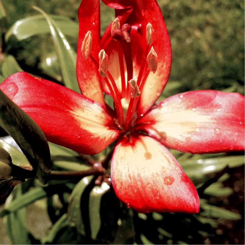 plant image 146518