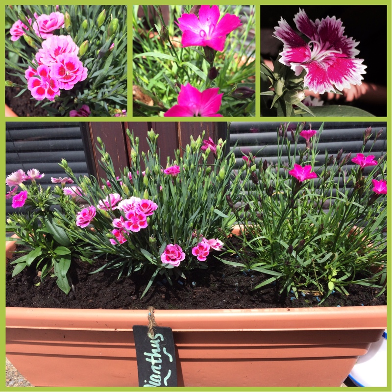 plant image 147211