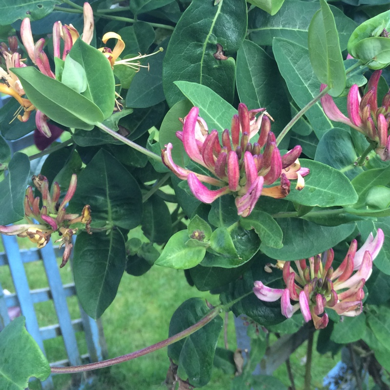 Plant image Lonicera periclymenum 'Belgica Select'