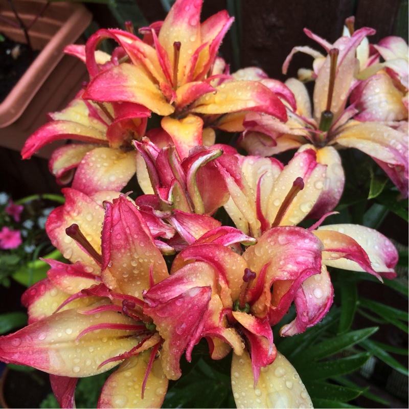 plant image 161205