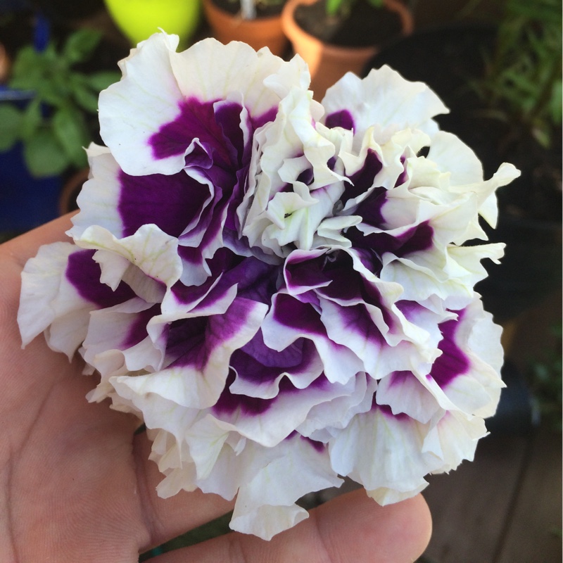 plant image 161210