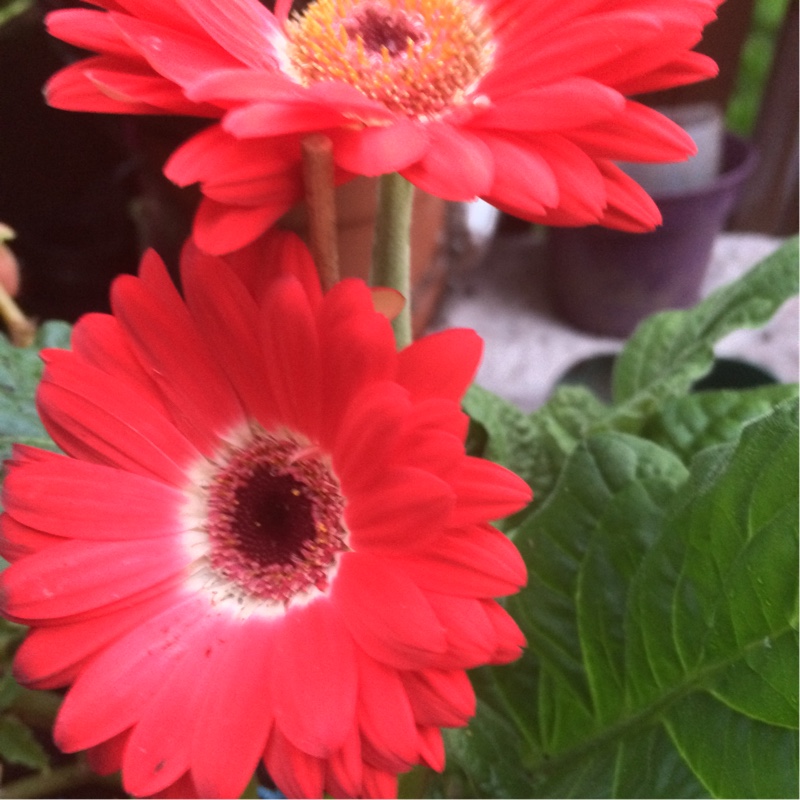 Gerbera