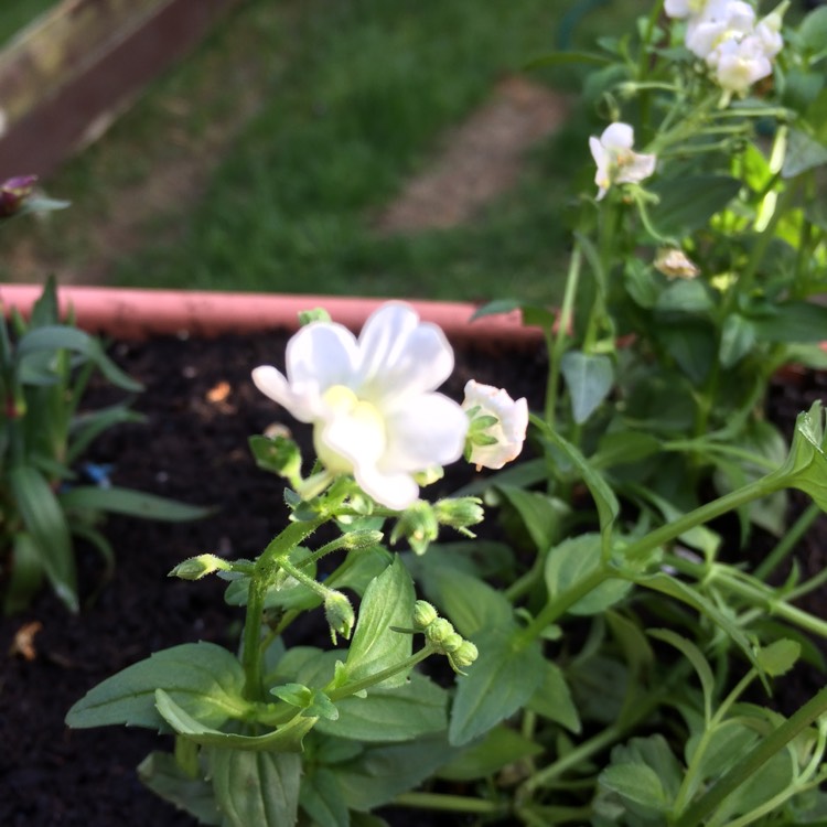 plant image 369491
