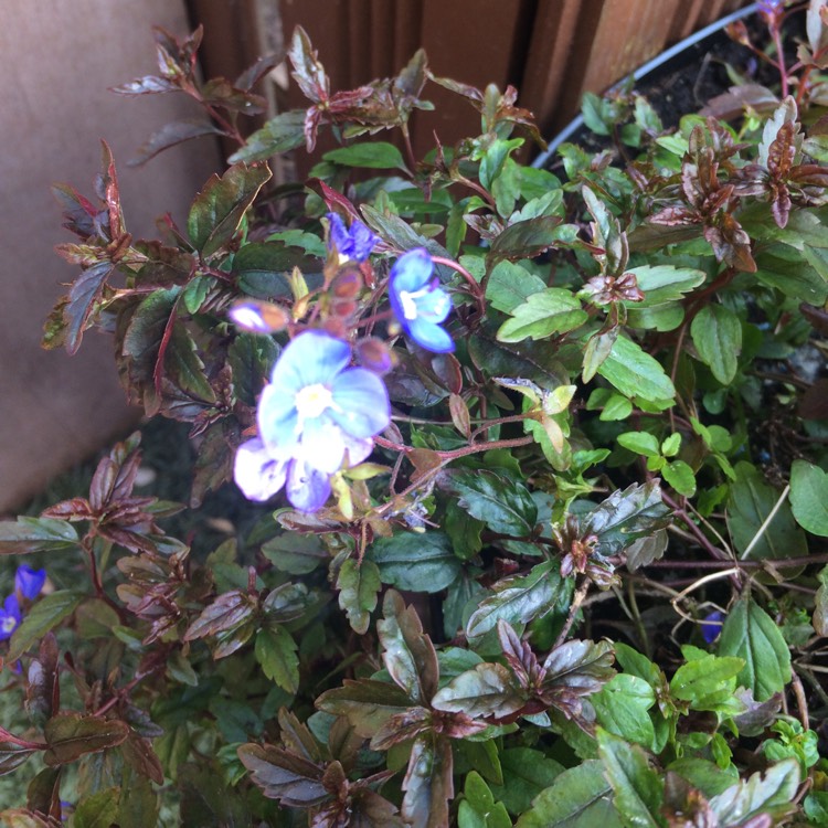 Plant image Veronica peduncularis 'Georgia Blue' syn. Veronica umbrosa 'Georgia Blue', Veronica peduncularis 'Oxford Blue'