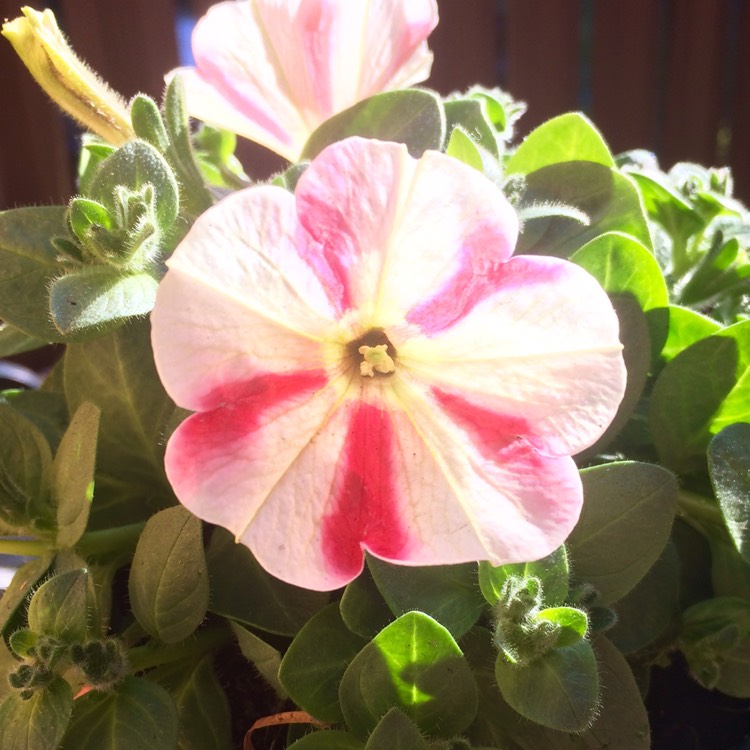 Plant image Petunia 'Wespecrachee' (Crazytunia Series) syn. Petunia 'Cherry Cheesecake'