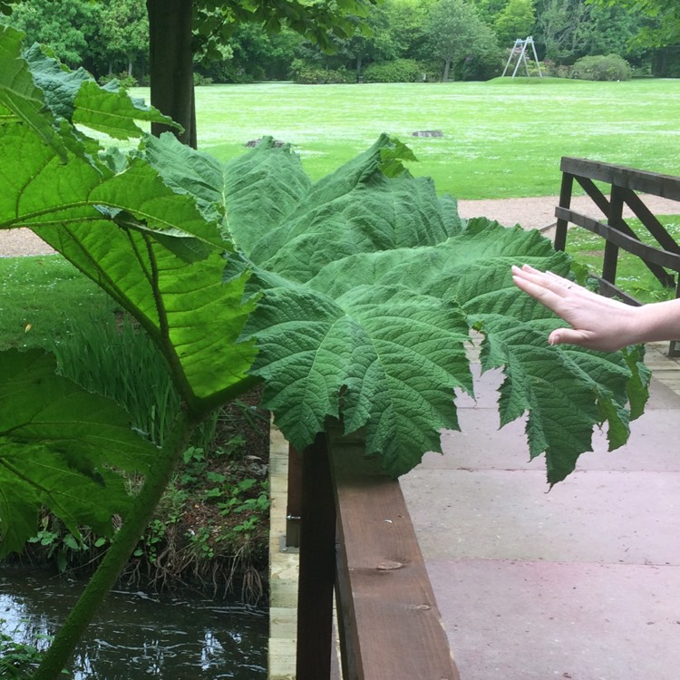 plant image 446768
