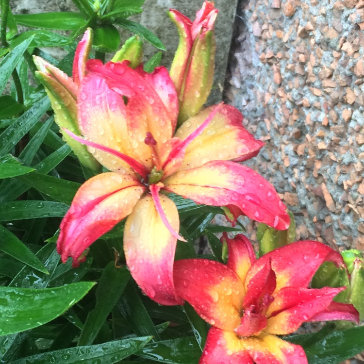 plant image 465434