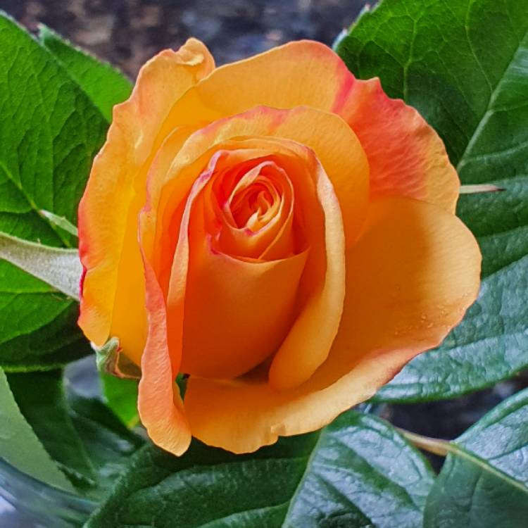 plant image 1287788