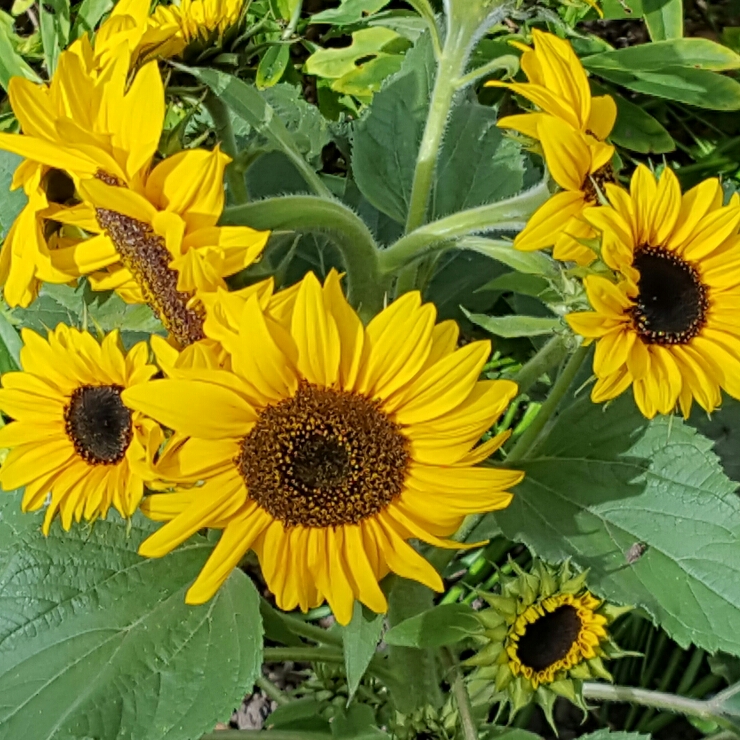 Helianthus annuus 'Little Dorrit', Sunflower 'Little Dorrit' - uploaded ...