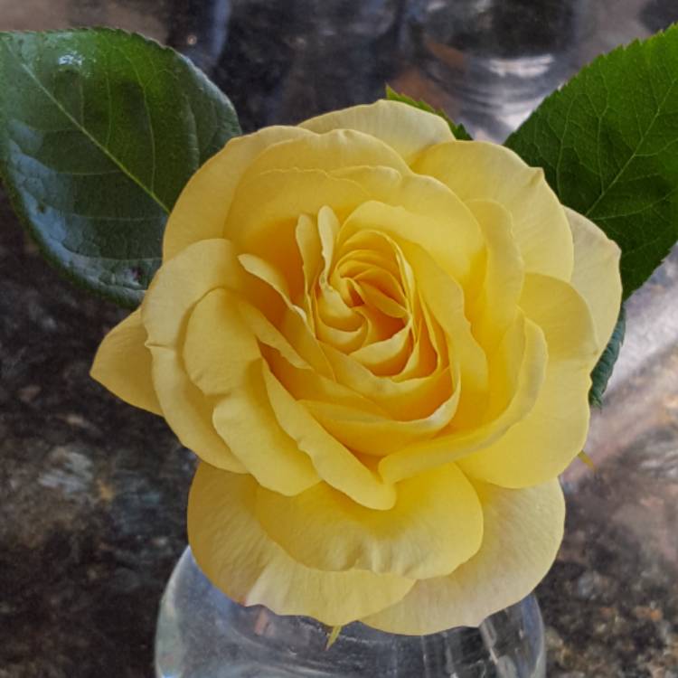 plant image 394937