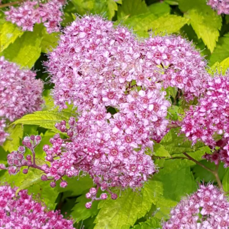 Plant image Spiraea japonica 'Magic Carpet'
