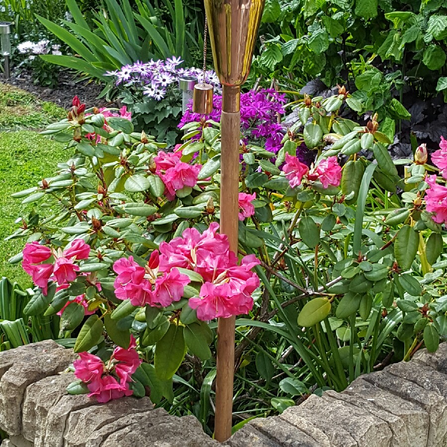plant image 84364