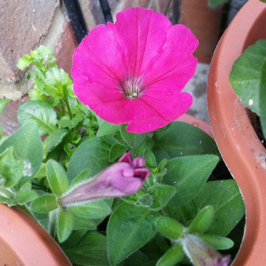 Petunia