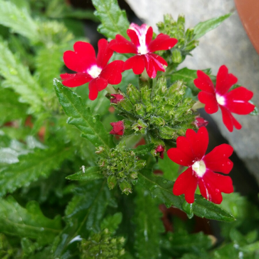 Dixie "the clueless gardener"'s garden