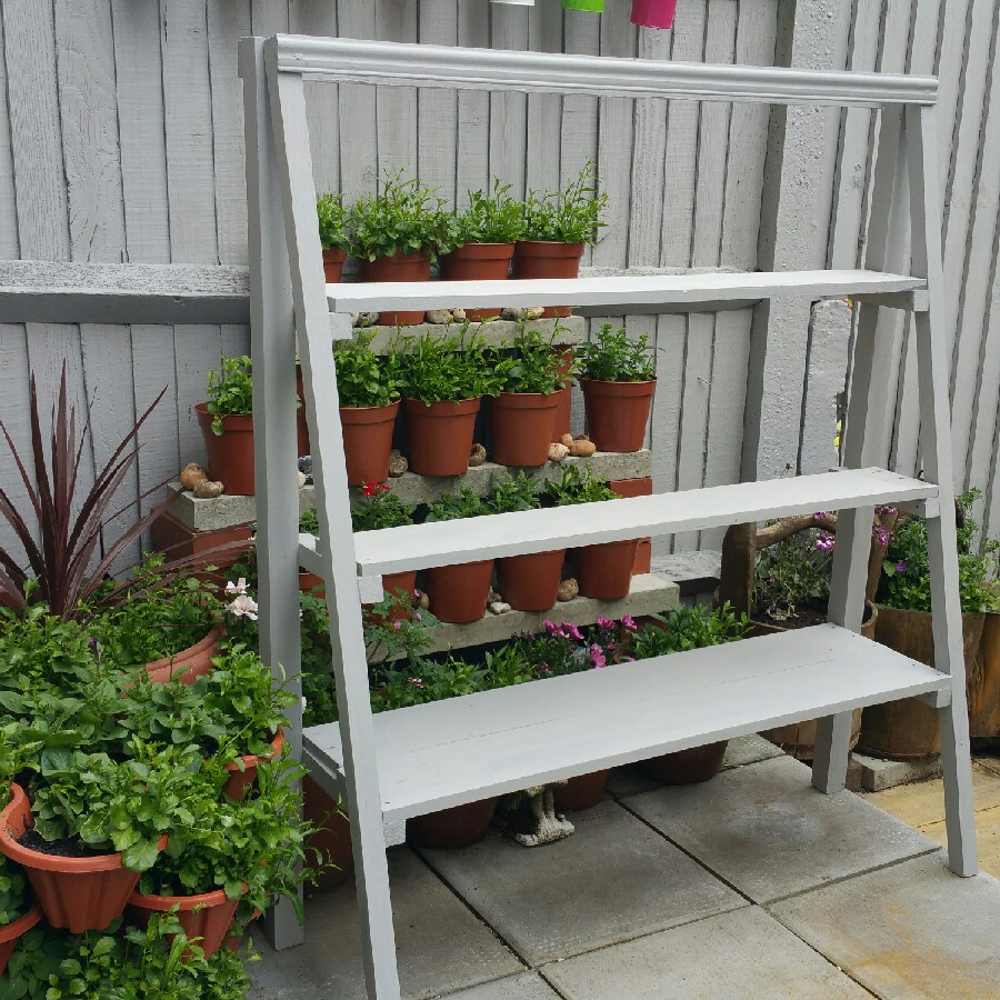 Dixie "the clueless gardener"'s garden
