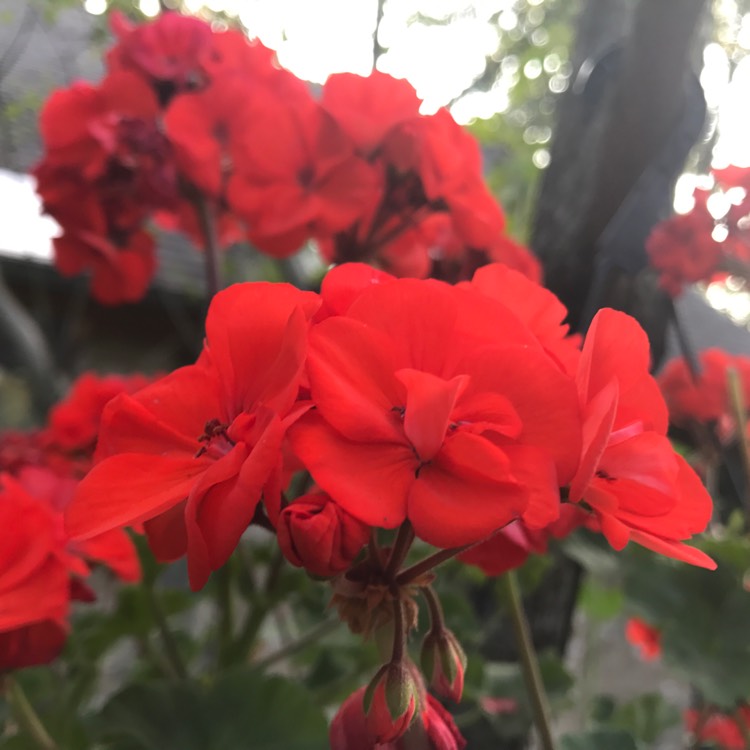 Plant image Pelargonium 'Maverick Orange' (Maverick Series)