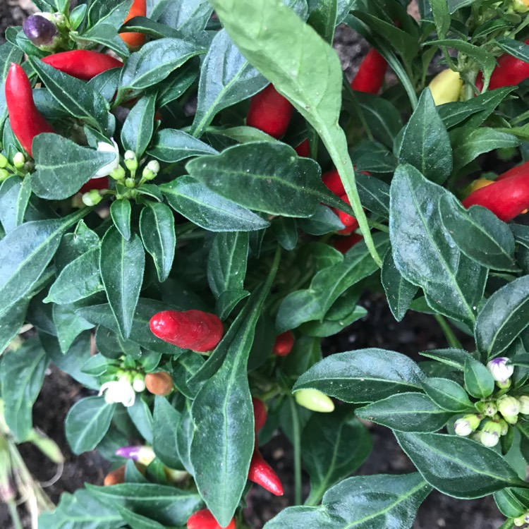 Plant image Capsicum annuum 'shu'