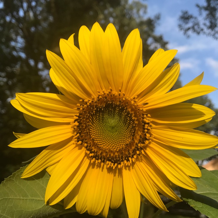 Plant image Helianthus annuus 'girasol'