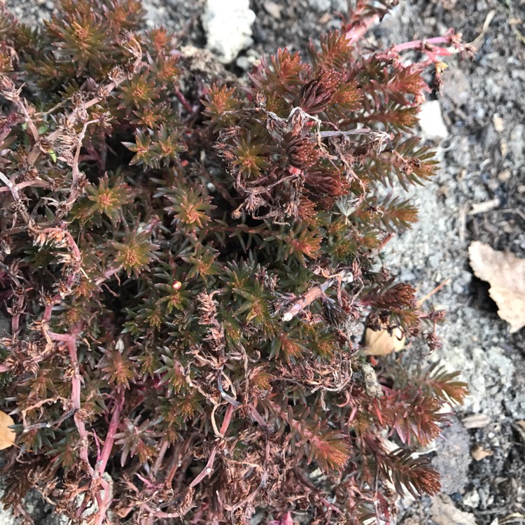 Plant image Sedum hakonense 'Chocolate Ball'