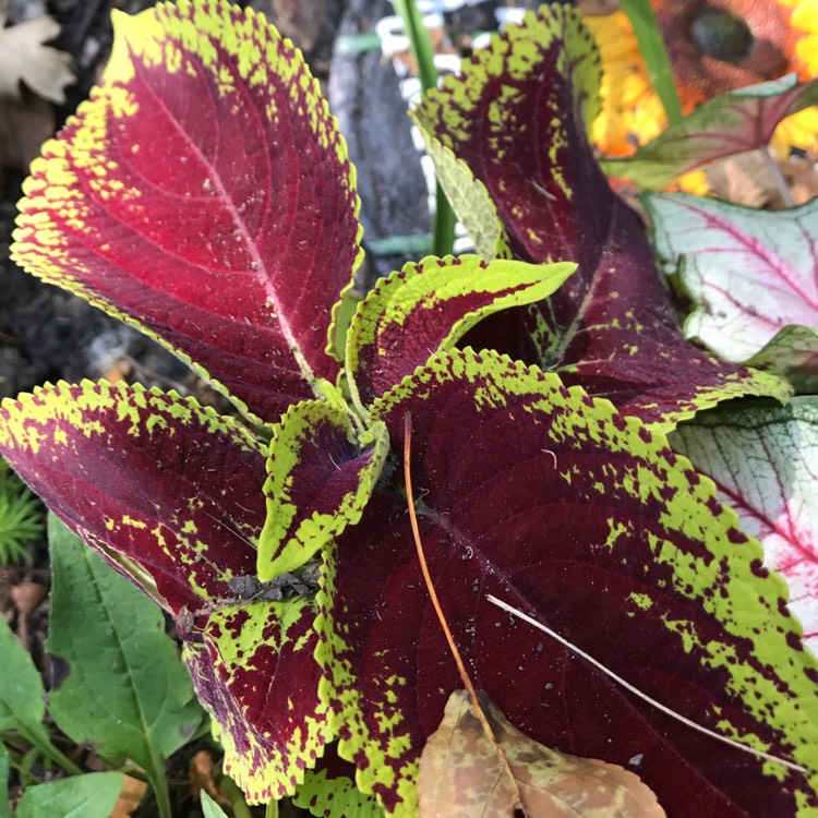 plant image 539043