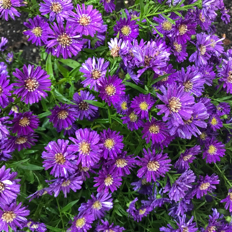 Plant image Aster novi-belgii 'Magic'