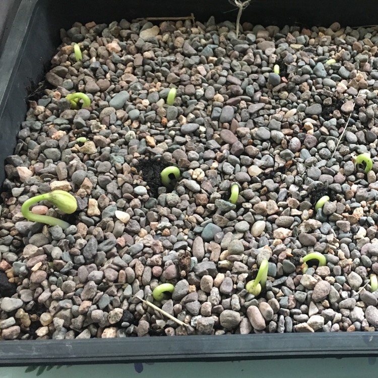 Plant image Phaseolus Vulgaris 'Purple Queen'