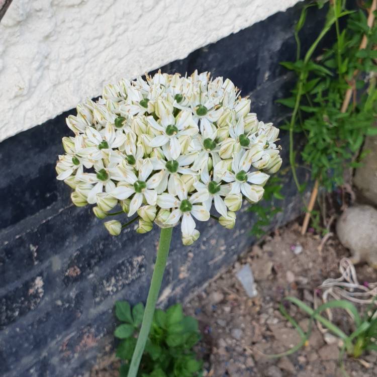 plant image 727821 plant image 727821