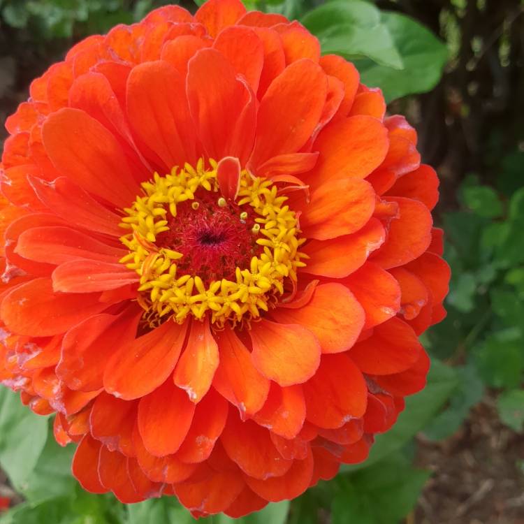 Plant image Zinnia elegans 'Orange King'