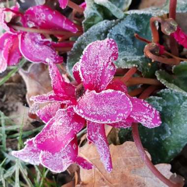 Cyclamen (Hardy)