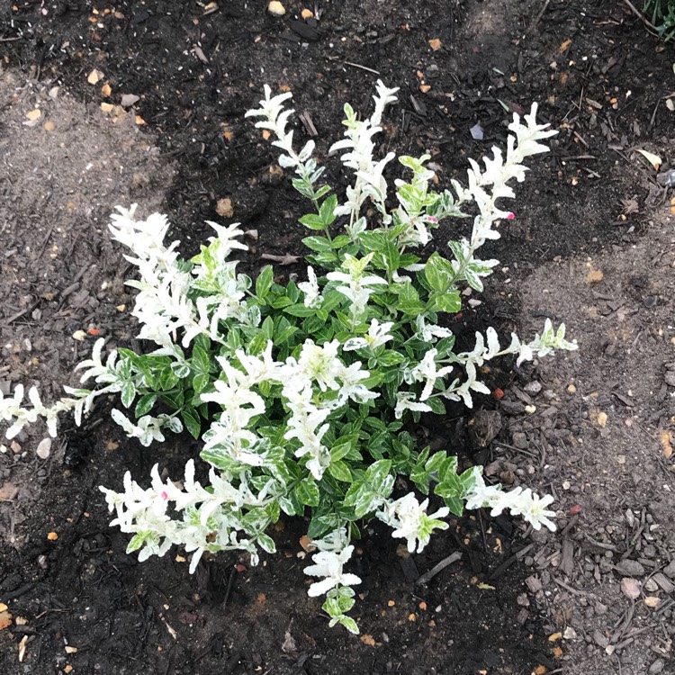 Plant image Euonymus fortunei 'Harlequin'