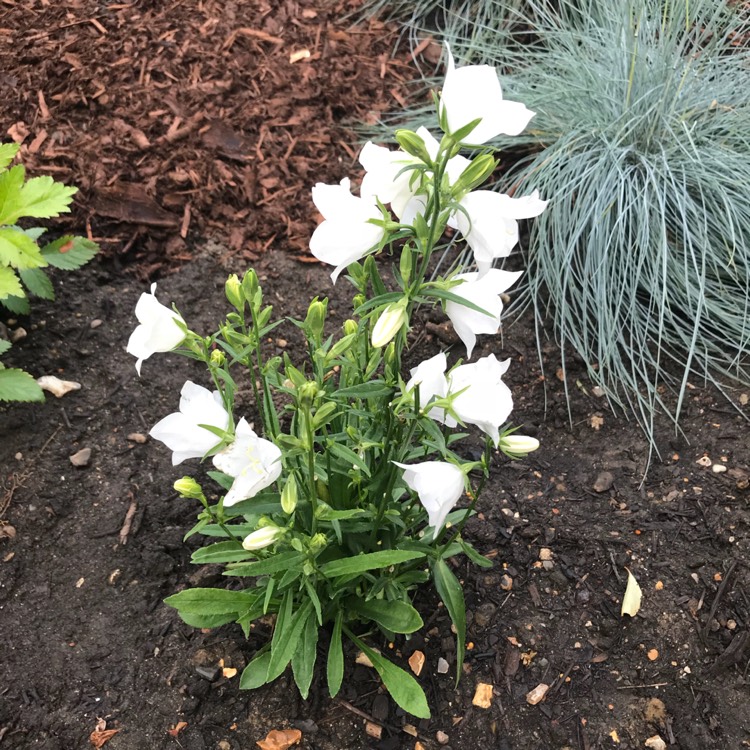 plant image 751155 plant image 751155