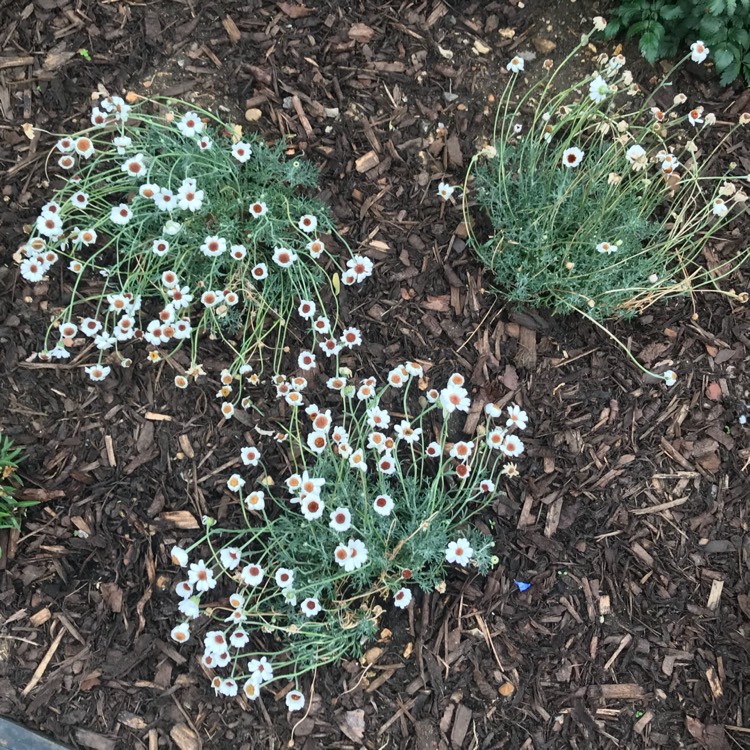 Plant image Rhodanthemum 'Casablanca' (Atlas Daisy Series)