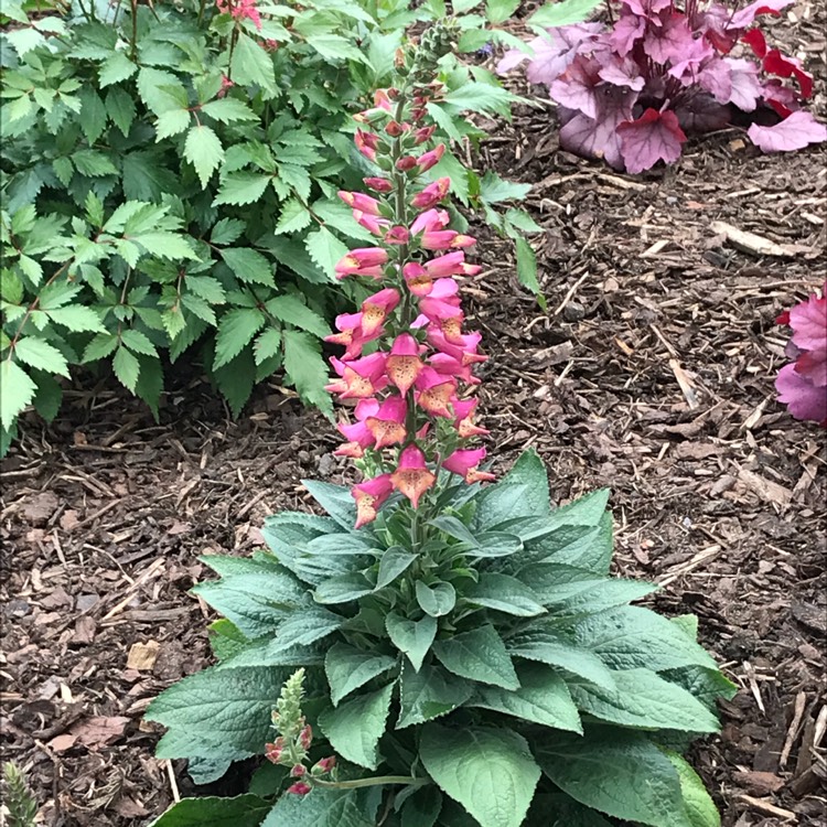 Plant image Digitalis x hybrida 'Foxlight™ Plum Gold'