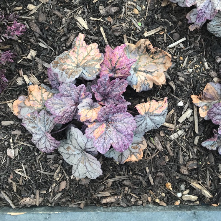 Plant image Heuchera 'Sugar Plum'