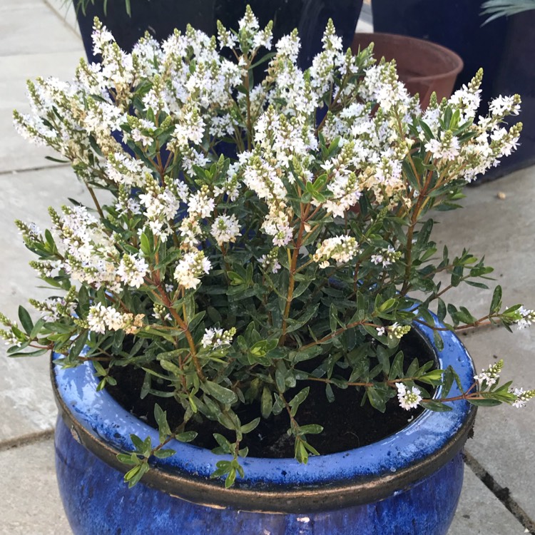 Plant image Hebe 'Celine'