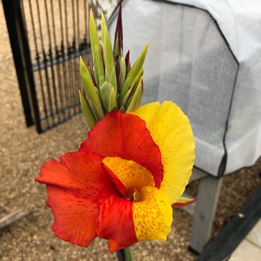 Canna 'Cannova Bronze Scarlet'