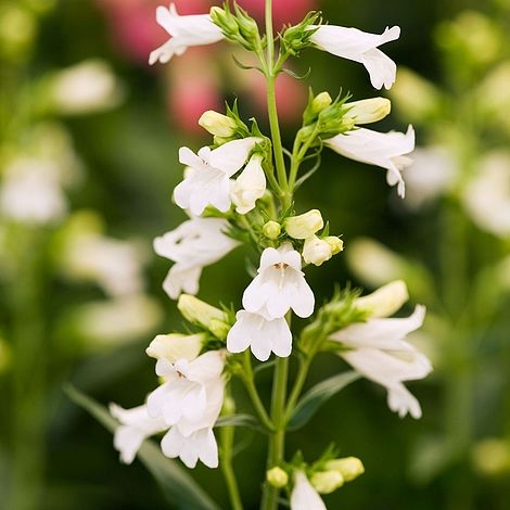 Plant image Penstemon 'Pensham Wedding Day'
