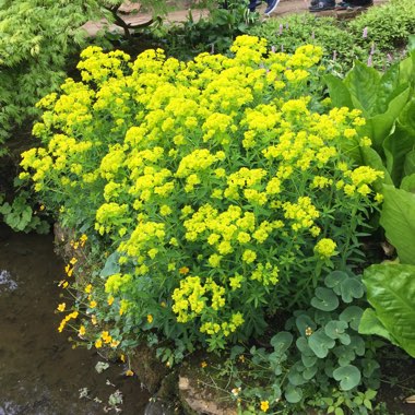 Duncan's garden