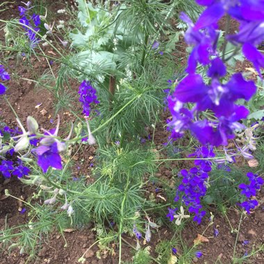 Duncan's garden