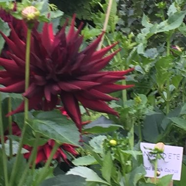 Duncan's garden