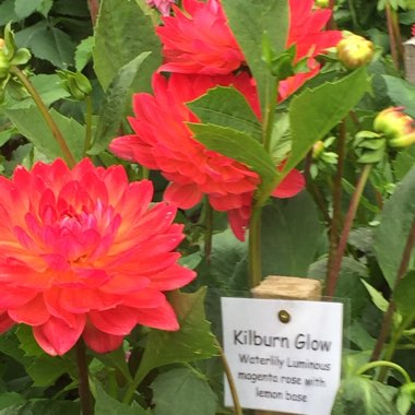 Duncan's garden